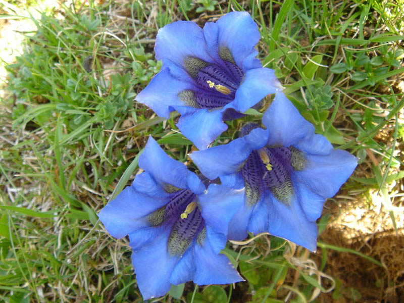 Gentiana acaulis
